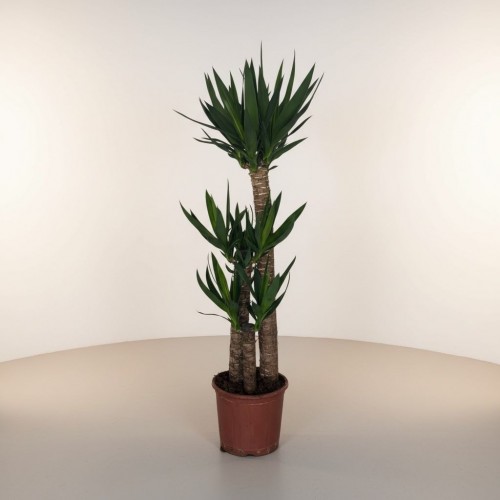 3lü Yucca Ağacı (ORTA)